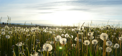 What Is It: Cold or Seasonal Allergies