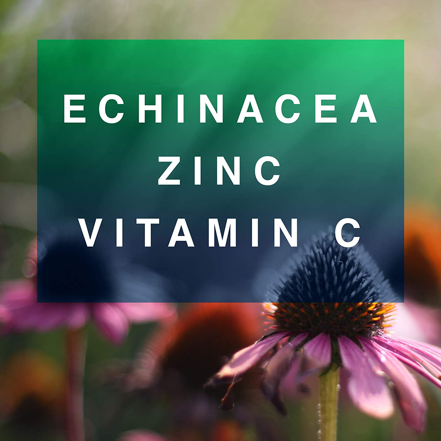 echinacea zinc vitamin c with echinacea coneflowers in background